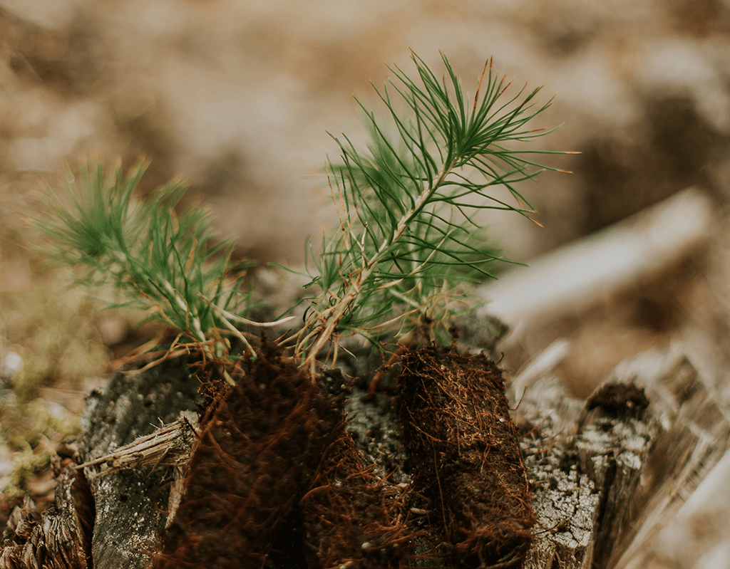 Schepler HSS skogsstängsel plantering träd skog inhängning